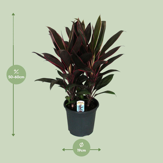 Cordyline Fruticosa Rumba – Pflegeleichte Tropenpflanze Ø19cm