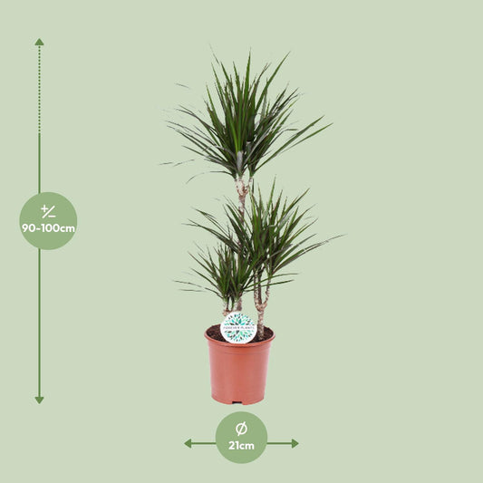 Dracaena Marginata Ø21cm – Pflegeleichte Zimmerpflanze bis 115cm