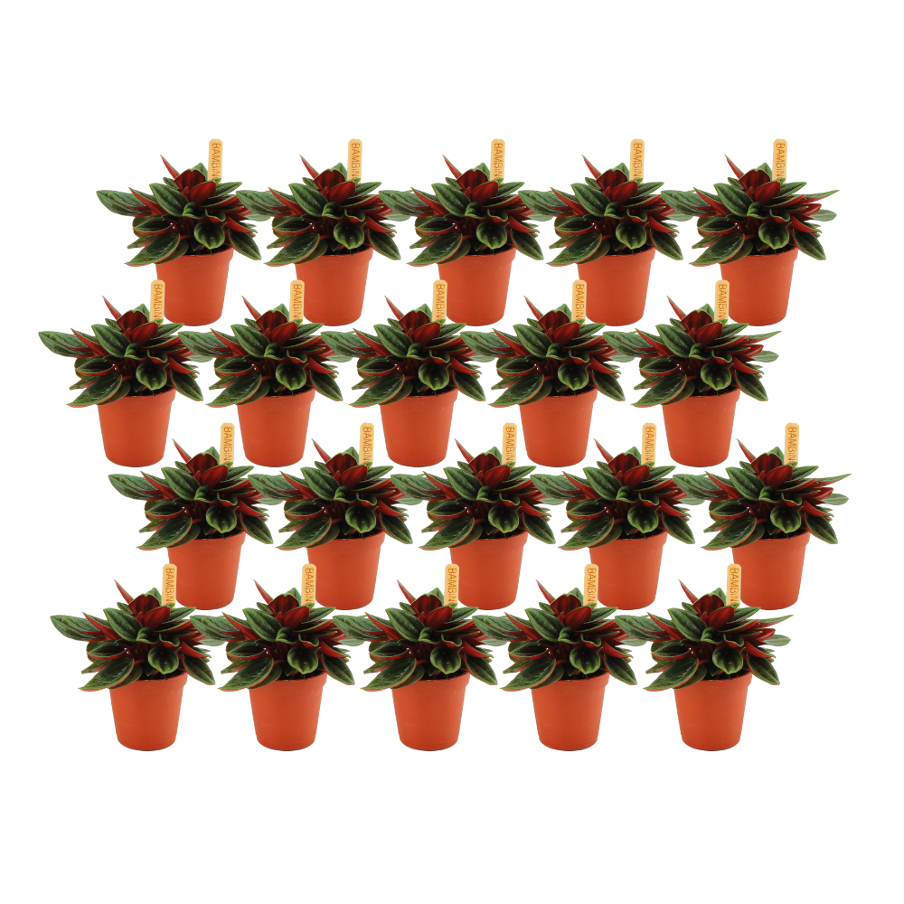 Peperomia Rosso – 20er-Set pflegeleichte Zimmerpflanze Ø 5,5 cm
