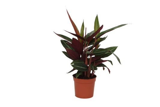 Calathea Stripestar – Pflegeleichte Zimmerpflanze 40 cm