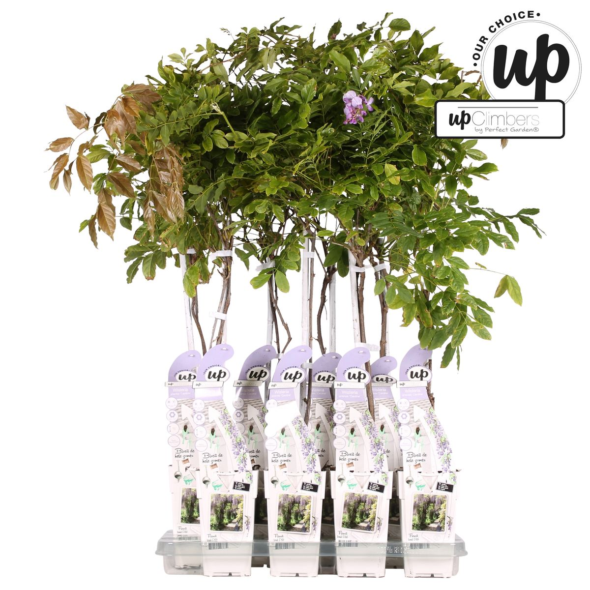 Wisteria sinensis Caroline – Purpurner Regen Kletterpflanze Ø15cm