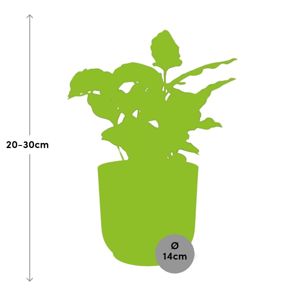 Coffea Arabica Zimmerpflanze im ELHO Vibes Fold Topf Gelb 14cm
