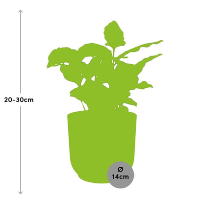 Coffea Arabica Zimmerpflanze im ELHO Vibes Fold Topf Gelb 14cm