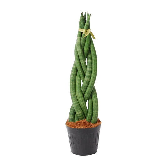 Sansevieria cylindrica 'Twist' – pflegeleichte Zimmerpflanze 40 cm