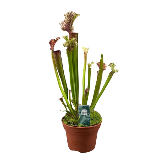 Sarracenia Judith Hindle – Exotische Kannenpflanze Ø12cm