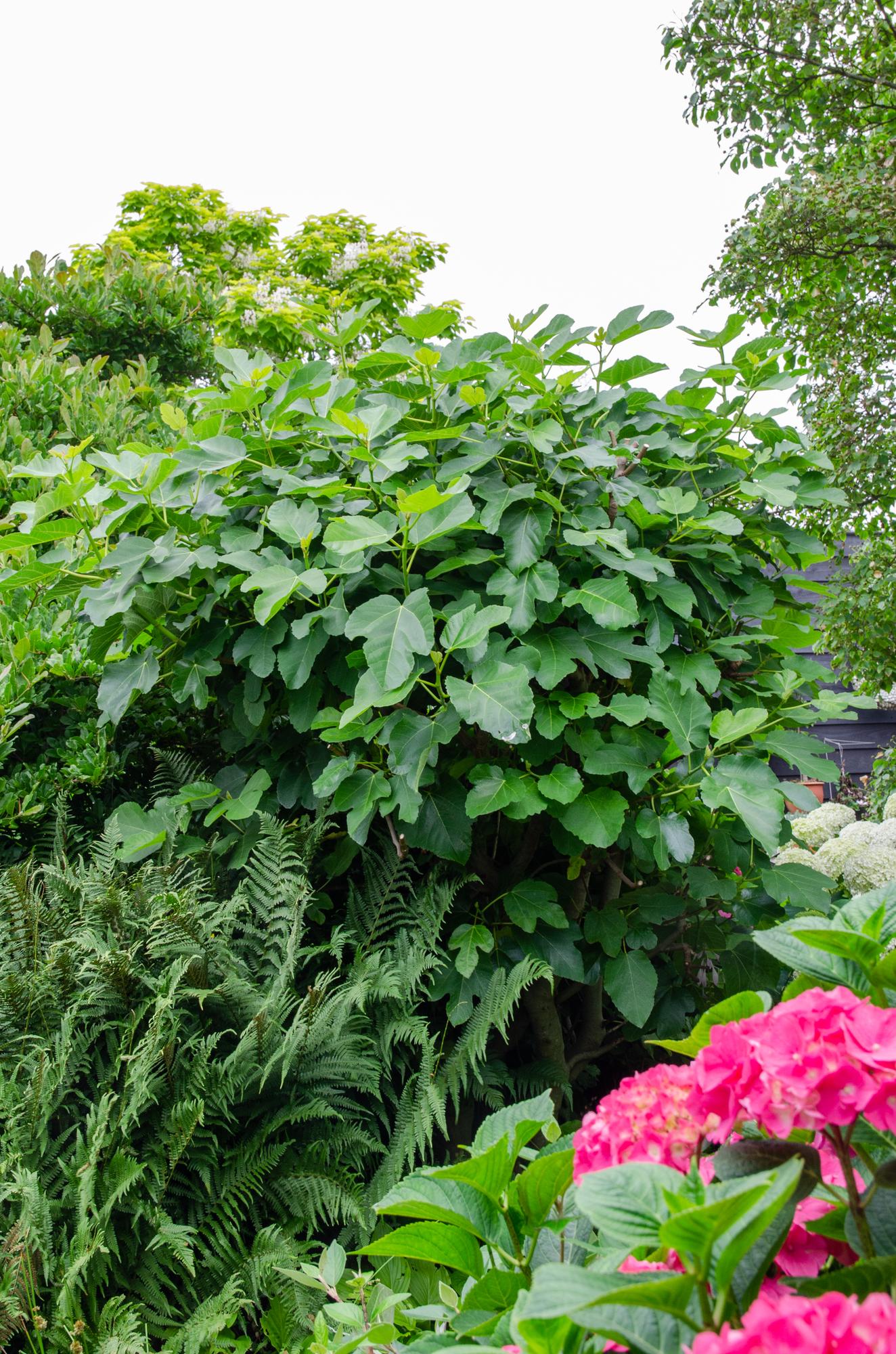 Ficus Gustissimo Perretta – Pflegeleichte Zimmerpflanze Ø13 cm