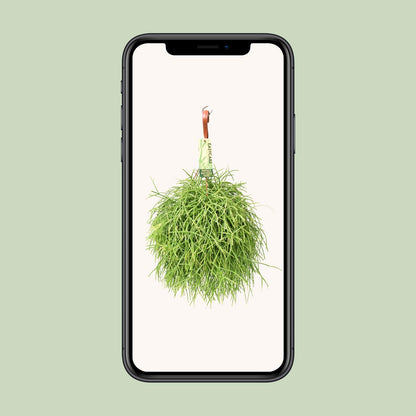 Rhipsalis Baccifera Oasis – Pflegeleichter Korallenkaktus Ø17cm