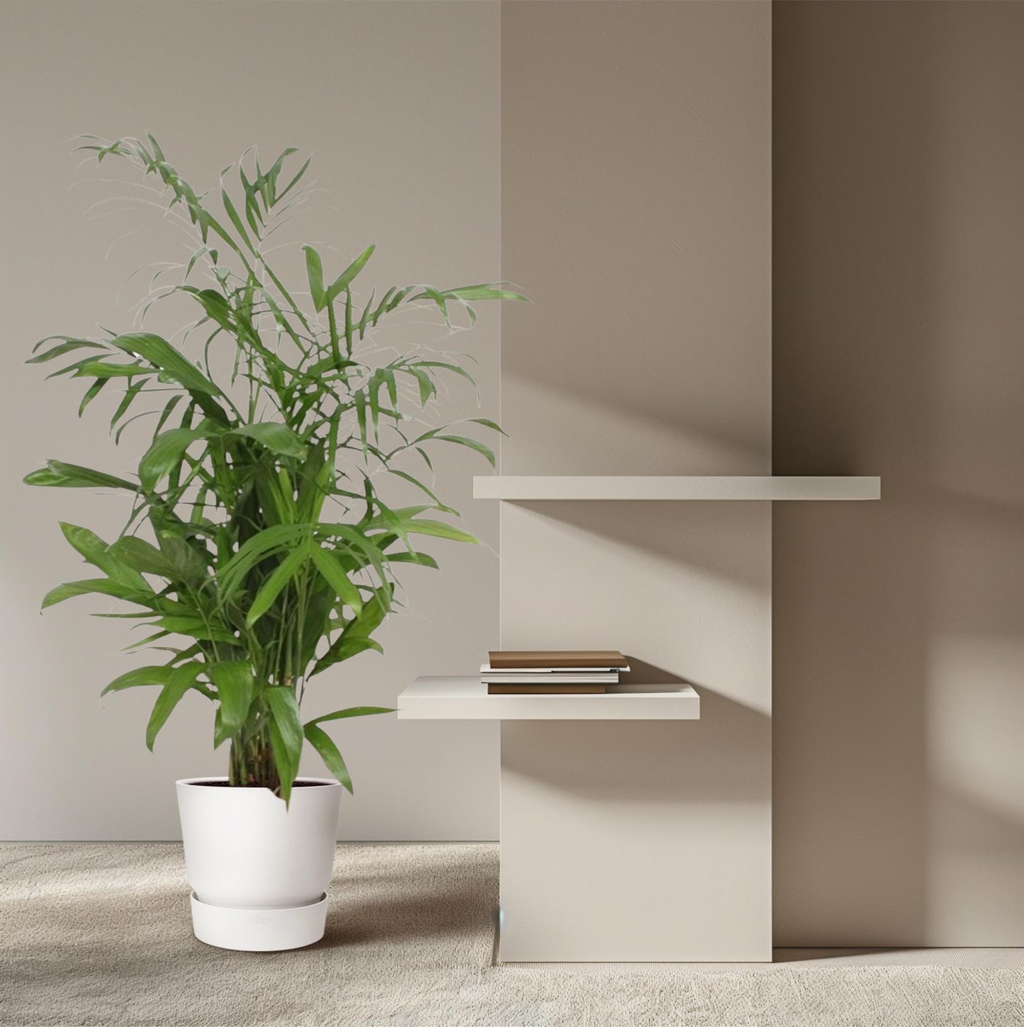 Chamaedorea Seifrizii – Elegante, pflegeleichte Zimmerpalme 140 cm