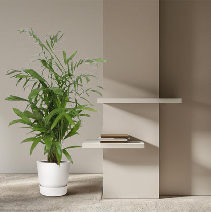 Chamaedorea Seifrizii – Elegante, pflegeleichte Zimmerpalme 140 cm