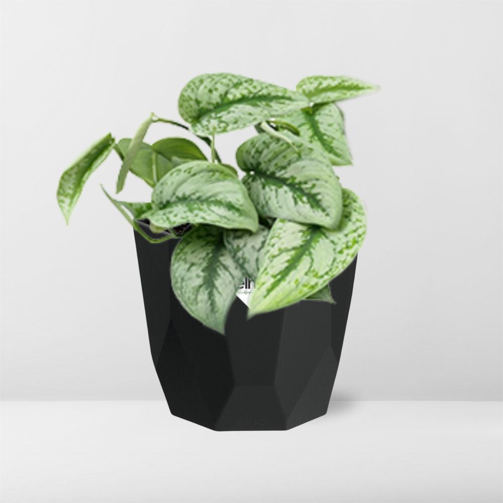 Scindapsus Pictus ‘Trebie’ – pflegeleichte Zimmerpflanze 14cm