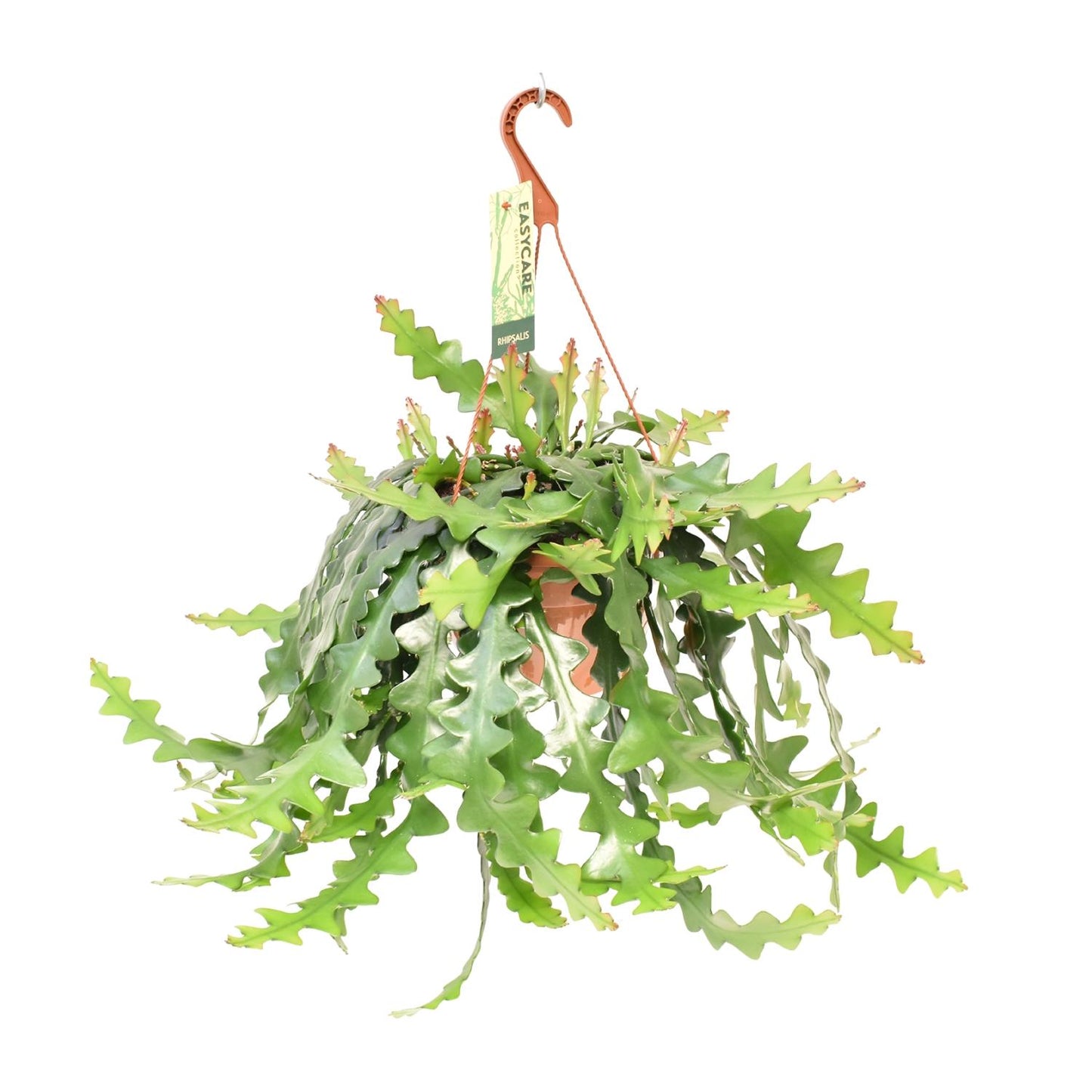 Selenicereus Anthonyanus - Luftreinigende Zimmerpflanze Ø21 cm