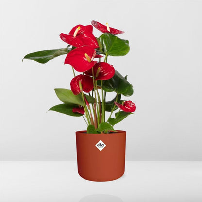 Anthurium Red 12cm im ELHO b.for soft rond 14cm Topf