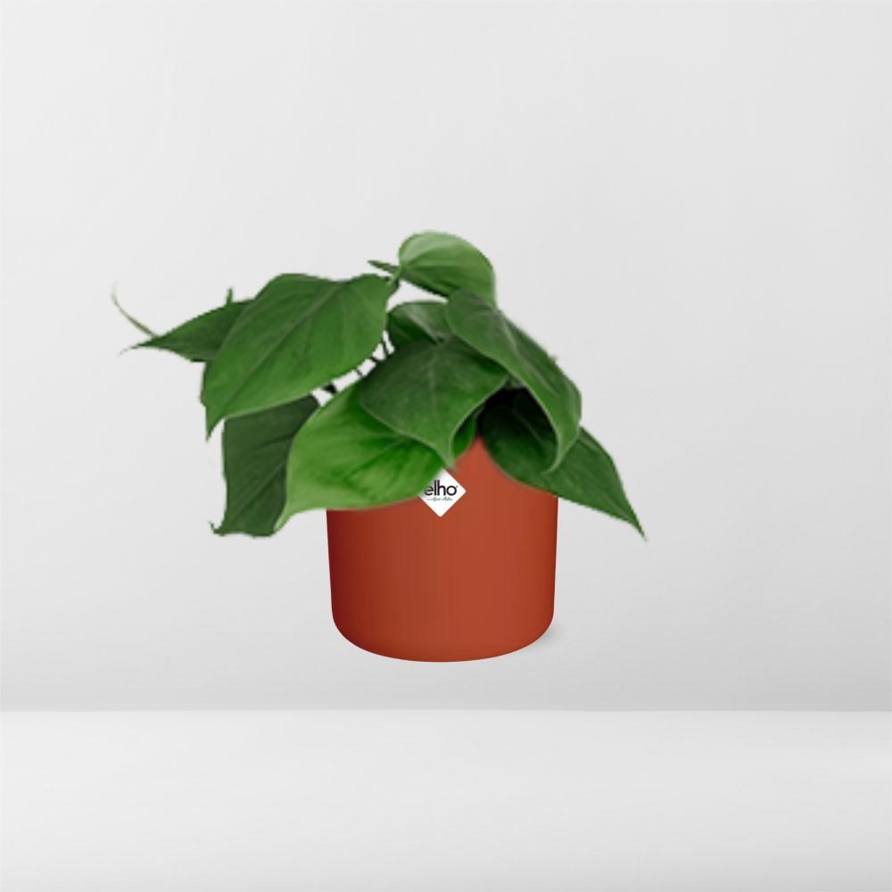 Philodendron Scandens in ELHO b.for soft rond 14cm brique