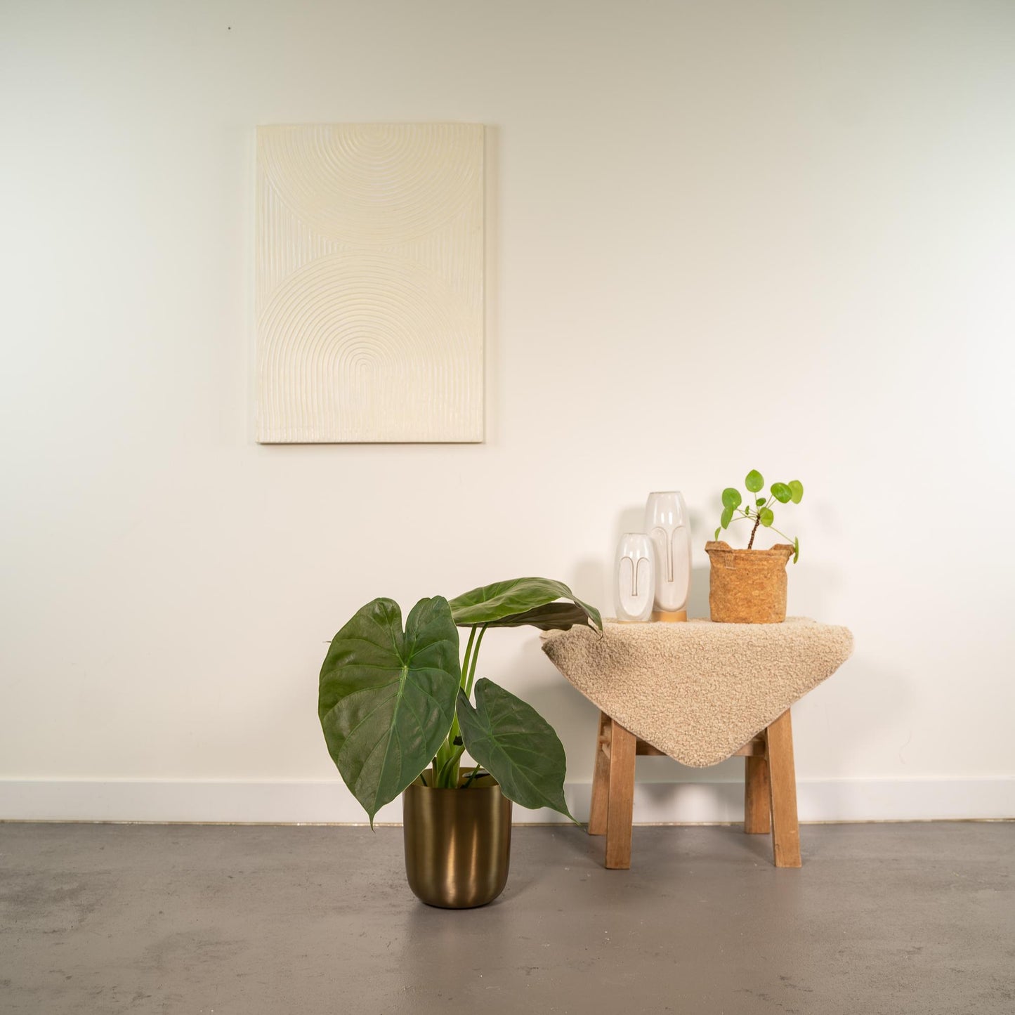 Alocasia Wentii Ø19cm mit Mayk Gold Topf – Luftreinigend & Pflegeleicht