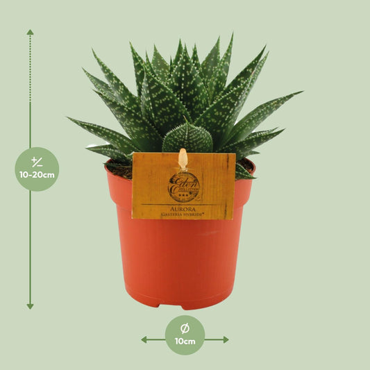 Gasteria Hybride Aurora – kompakte Kuhzungenpflanze Ø11cm