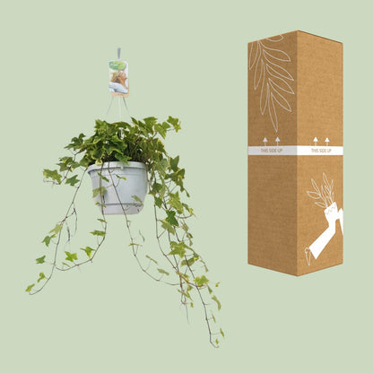 Hedera Helix Geelbont – Pflegeleichter Efeu im Hängekübel Ø17cm