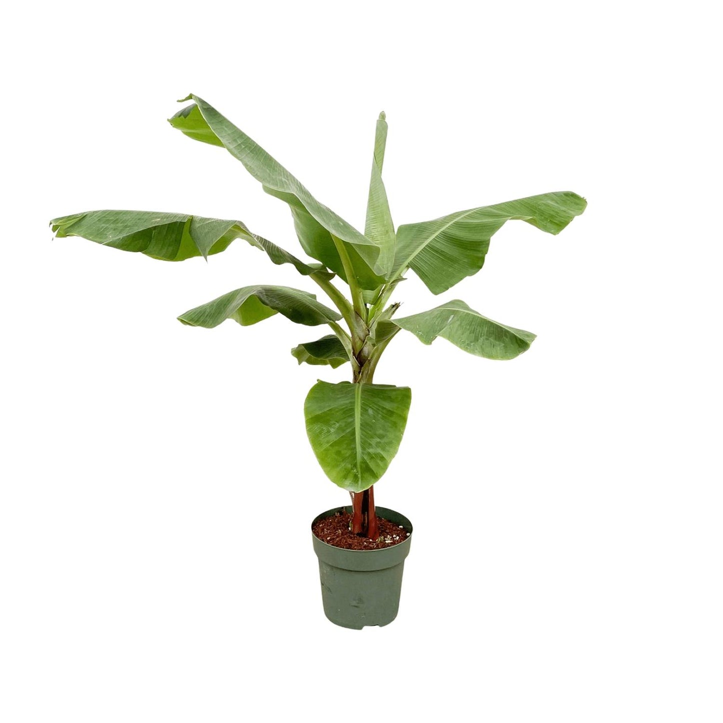 Bananenpflanze (Musa) – 170 cm, Ø 30 cm, pflegeleicht & robust