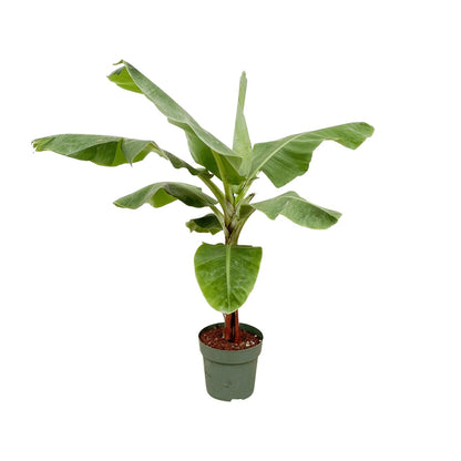 Bananenpflanze (Musa) – 170 cm, Ø 30 cm, pflegeleicht & robust