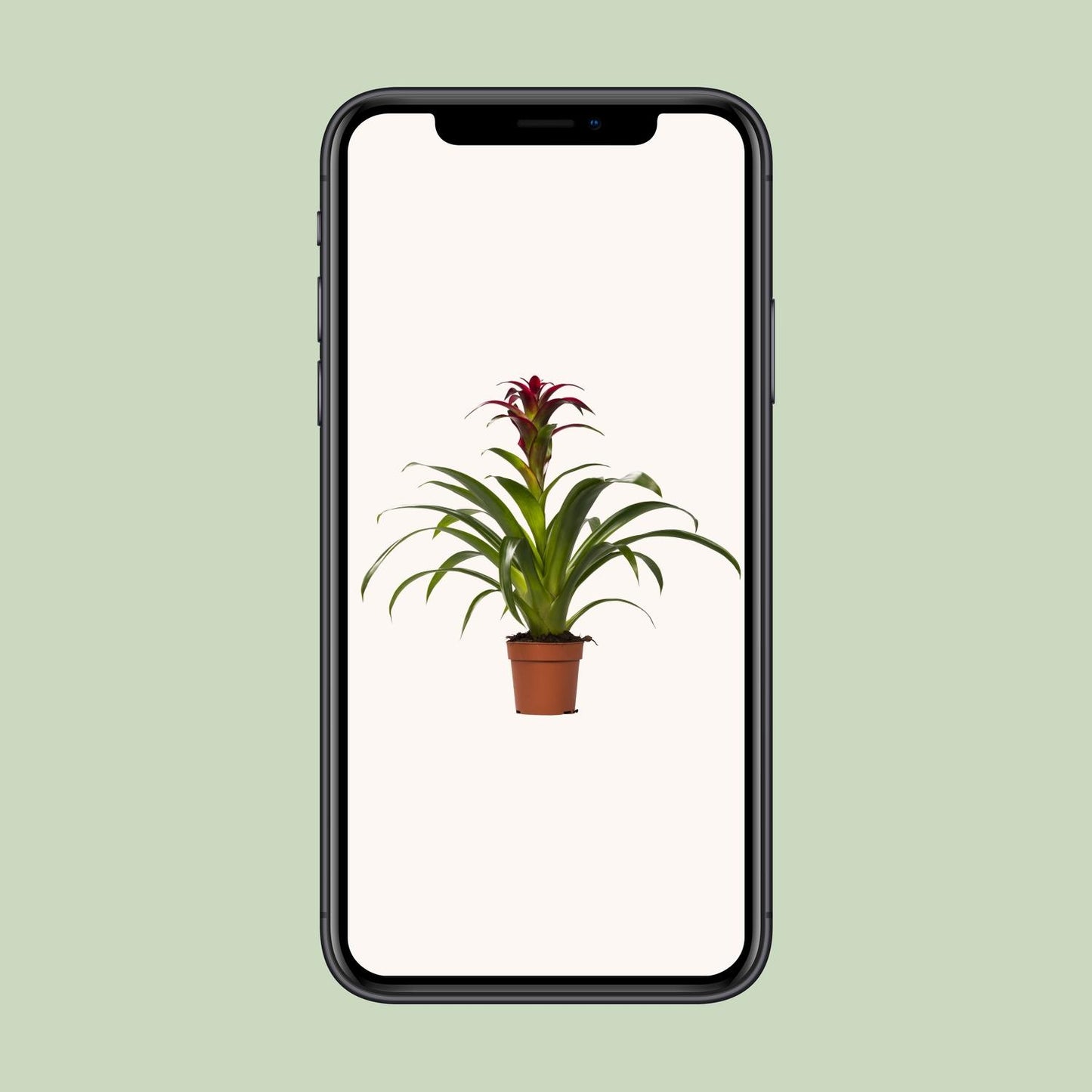 Guzmania Nextara – Tropische pflegeleichte Zimmerpflanze Ø12 cm