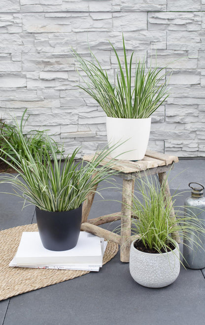 Acorus gramineus 'Argenteostriatus' – Dekoratives Ziergras Ø14cm