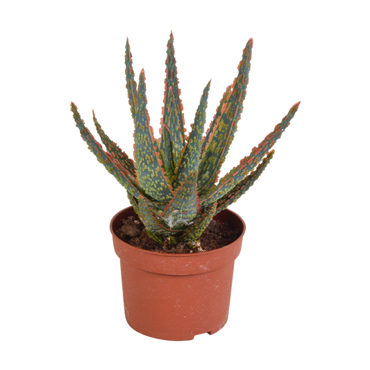 Aloe Zebrina Dannyz 10,5 cm – Pflegeleichte Zimmerpflanze