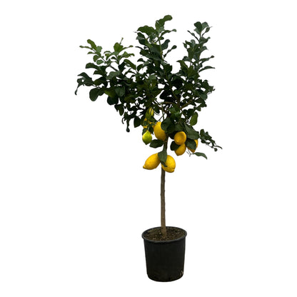Citrus Lemon (Citroenboom) – Duftender Zitrusbaum 150 cm