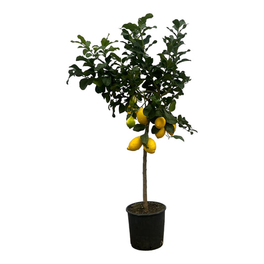 Citrus Lemon (Citroenboom) – Duftender Zitrusbaum 150 cm