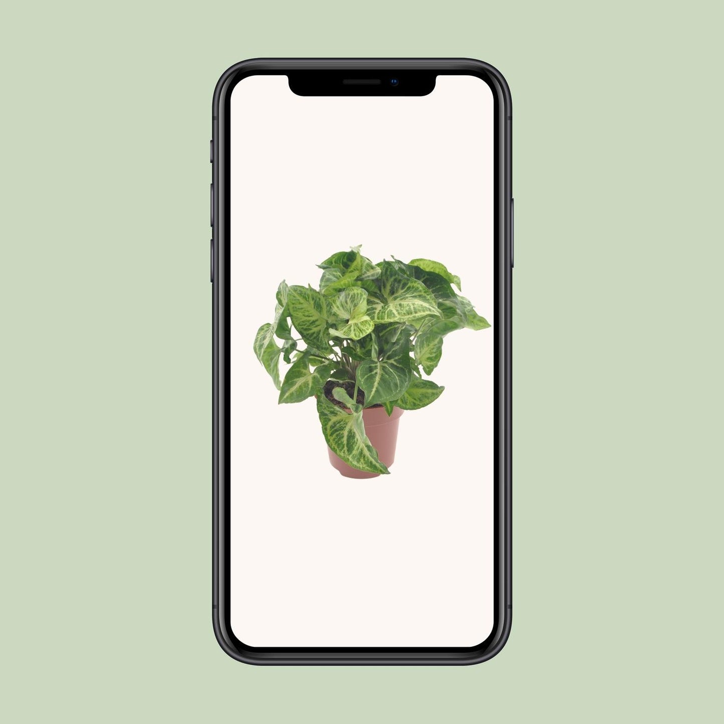 Syngonium Arrow – Pfeilspitzenpflanze Ø12cm, 25cm hoch