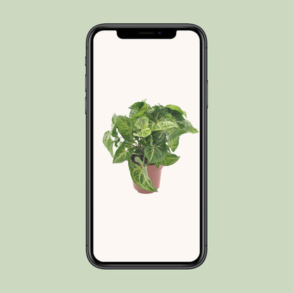 Syngonium Arrow – Pfeilspitzenpflanze Ø12cm, 25cm hoch