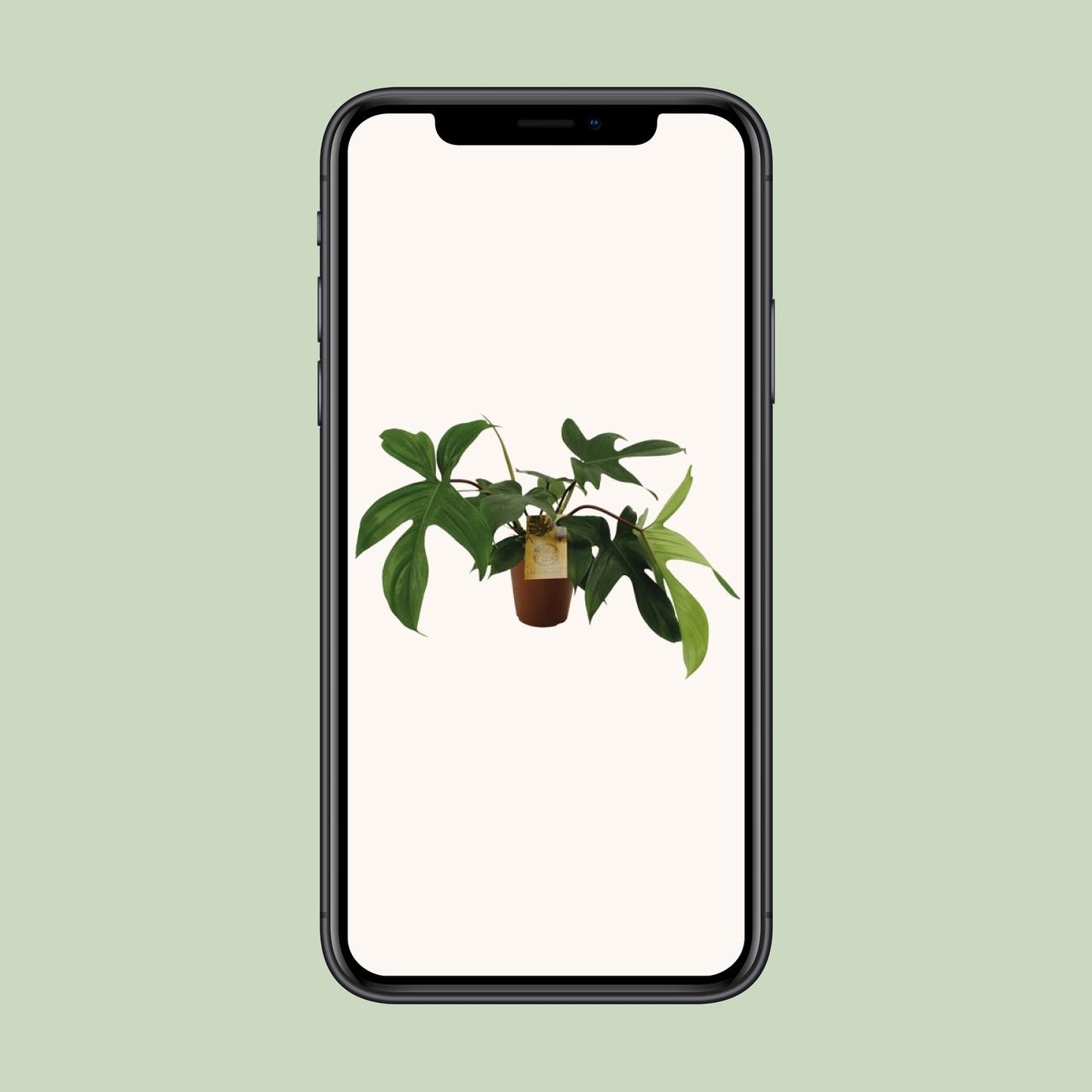 Philodendron Florida Green – Pflegeleichte Zimmerpflanze 15 cm