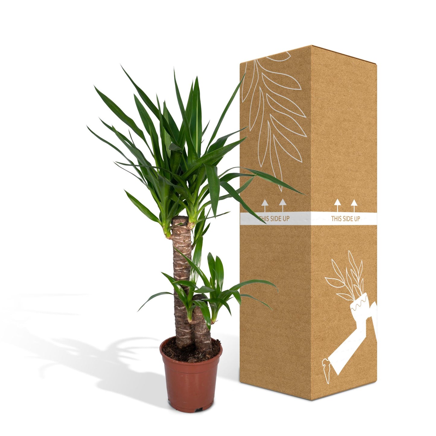 Yucca Palme (Elefantenfuß) – Pflegeleichte Zimmerpflanze Ø17cm