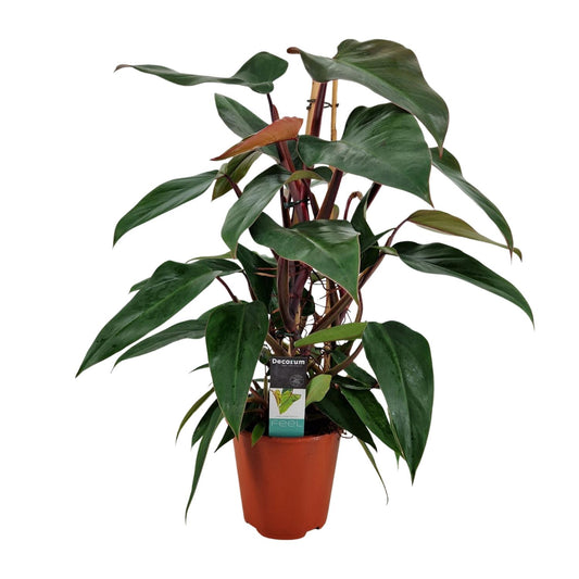 Philodendron New Red Pyramide – Pflegeleichte Zimmerpflanze Ø19cm