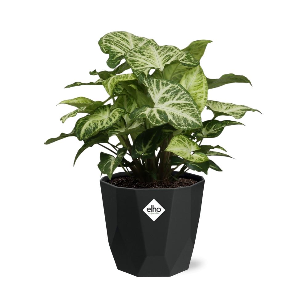 Syngonium Arrow – Pflegeleichte Pfeilspindel in 14 cm Topf