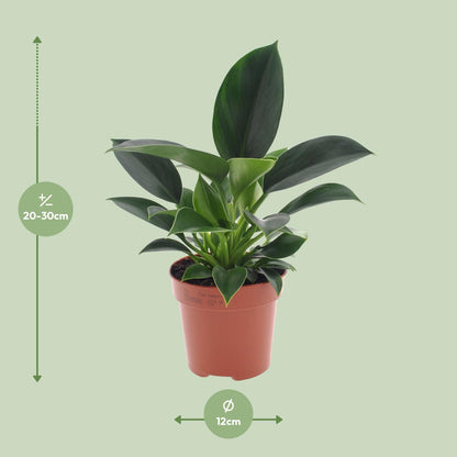 Philodendron Green Princess – Pflegeleichte Zimmerpflanze Ø12cm