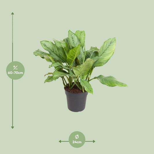 Aglaonema 'B.J. Freedman' – Pflegeleichte Zimmerpflanze 70 cm