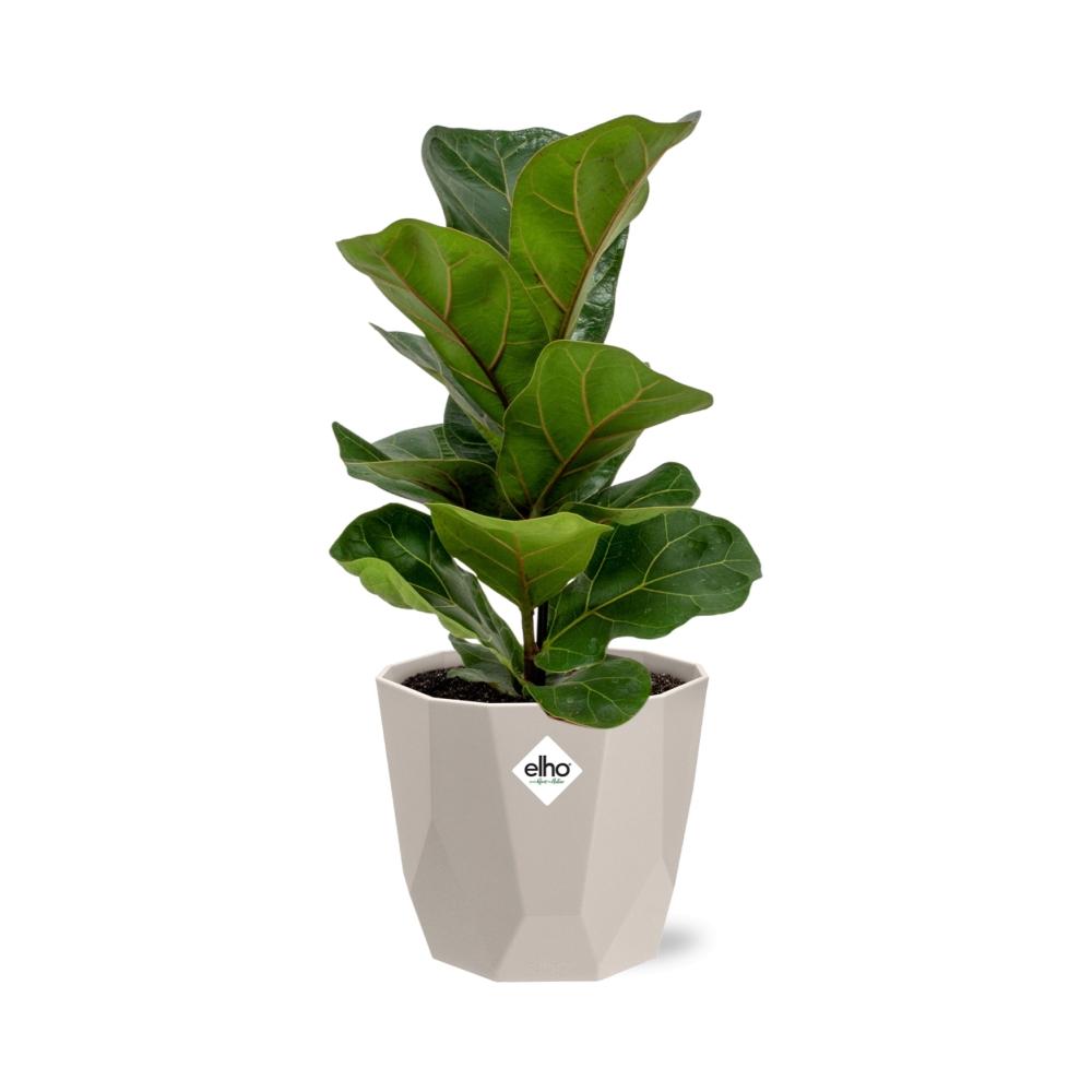 Ficus Lyrata ‘Bambino’ in ELHO b.for rock 14 cm warm grey
