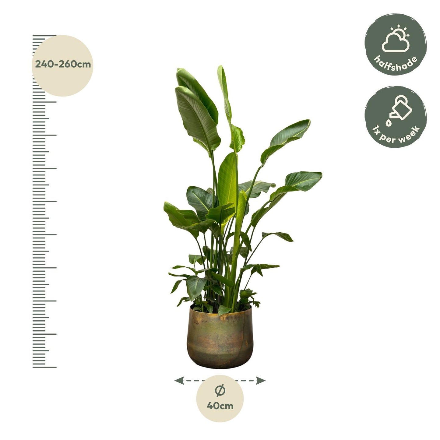 Strelitzia Nicolai de luxe XXL – 250 cm, ø40 cm