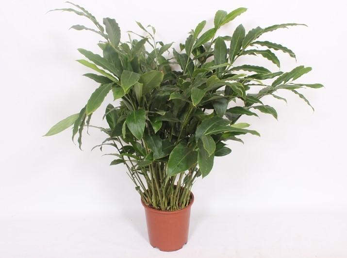 Elettaria Cardamomum – Pflegeleichter Kardamompflanze Ø27cm