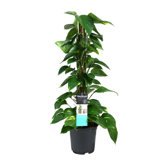 Scindapsus (Epipremnum) – Pflegeleichte Zimmerpflanze Ø19cm, 80cm hoch