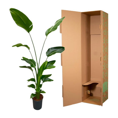 Strelitzia Nicolai – Weiße Paradiesvogel-Pflanze 170 cm