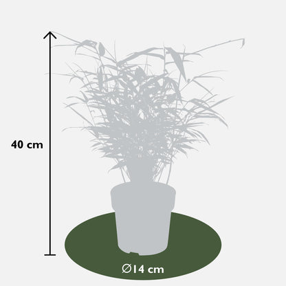 12x Fargesia rufa – Kompakter & pflegeleichter Bambus Ø14cm