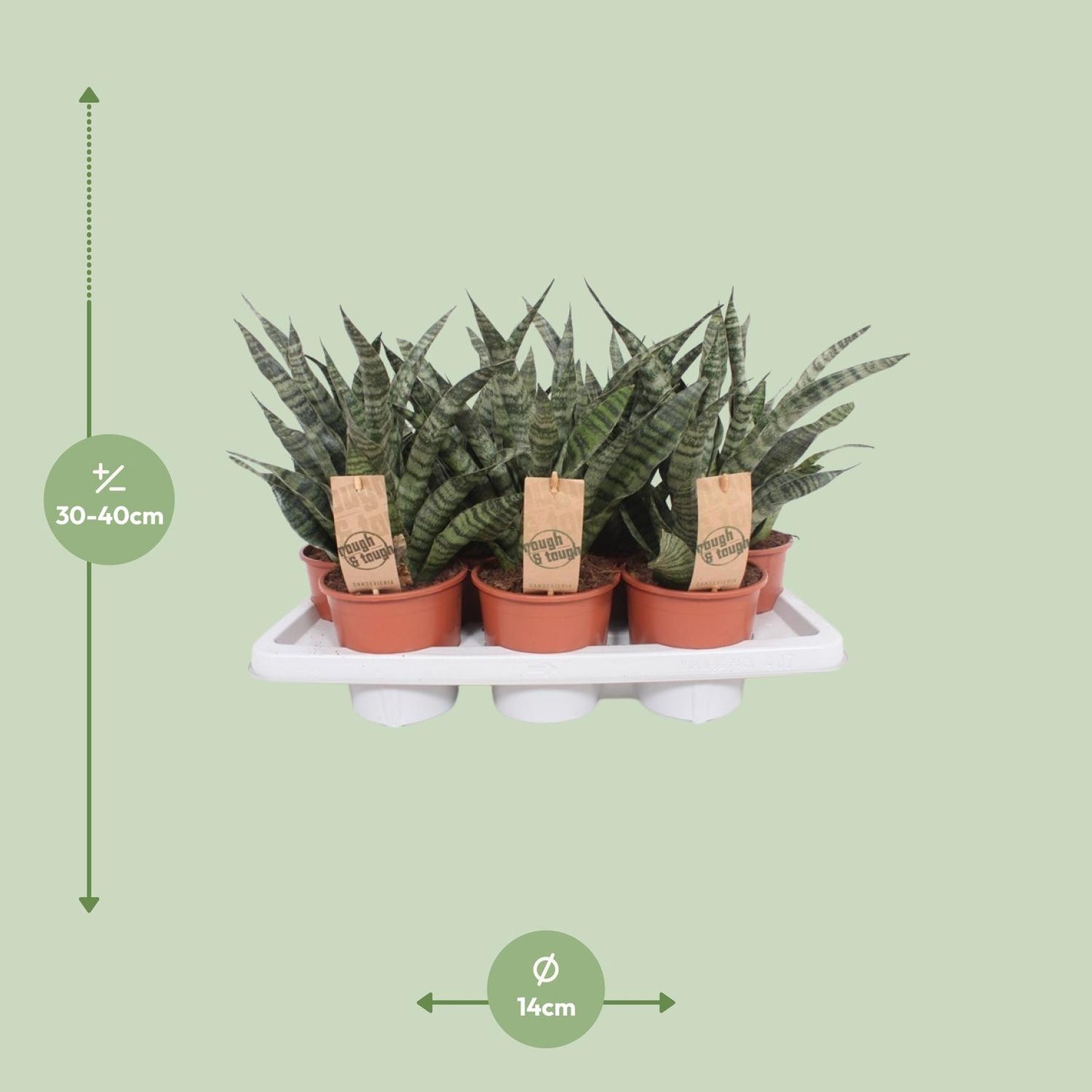 Sansevieria Diamond Green – Pflegeleichte Zimmerpflanze Ø14cm