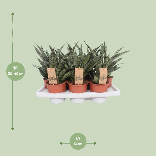 Sansevieria Diamond Green – Pflegeleichte Zimmerpflanze Ø14cm