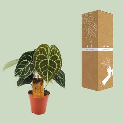 Anthurium Clarinervium – Exotische & pflegeleichte Zimmerpflanze