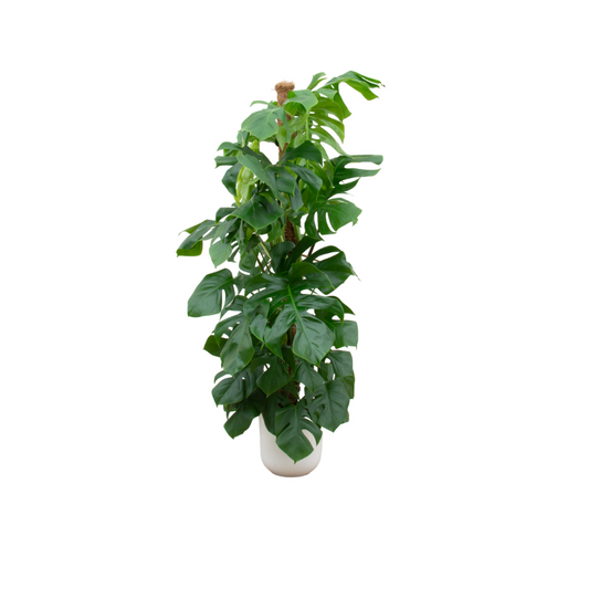 Monstera Pertusum XL mit Elho Jazz Round Ø26 Weiß