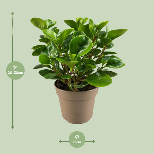 Peperomia Obtusifolia Lemon Lime – Pflegeleichte Trendpflanze Ø15cm