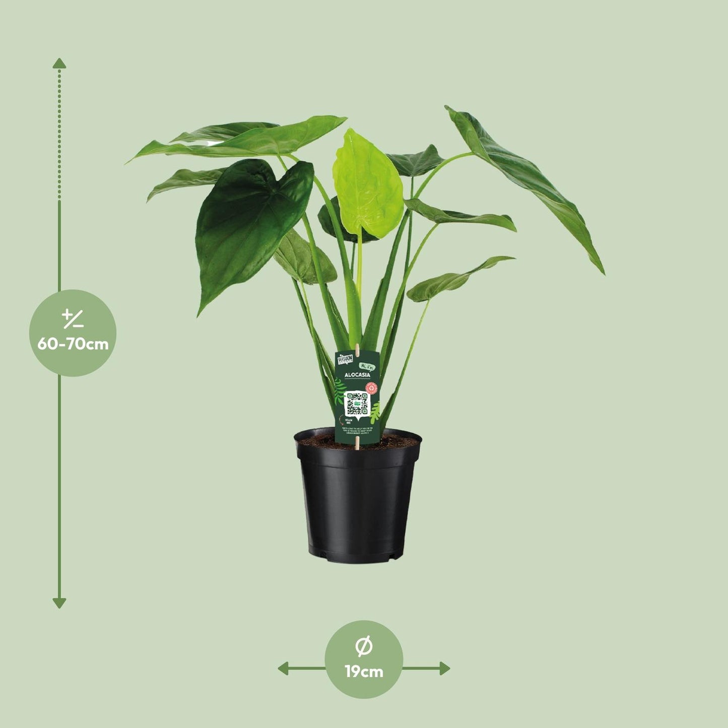 Alocasia Cucullata Elefantenohr Ø19cm – Pflegeleicht & Modern