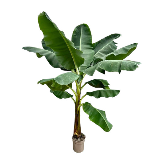 Bananenpflanze (Musa) – 250 cm, Ø 30 cm