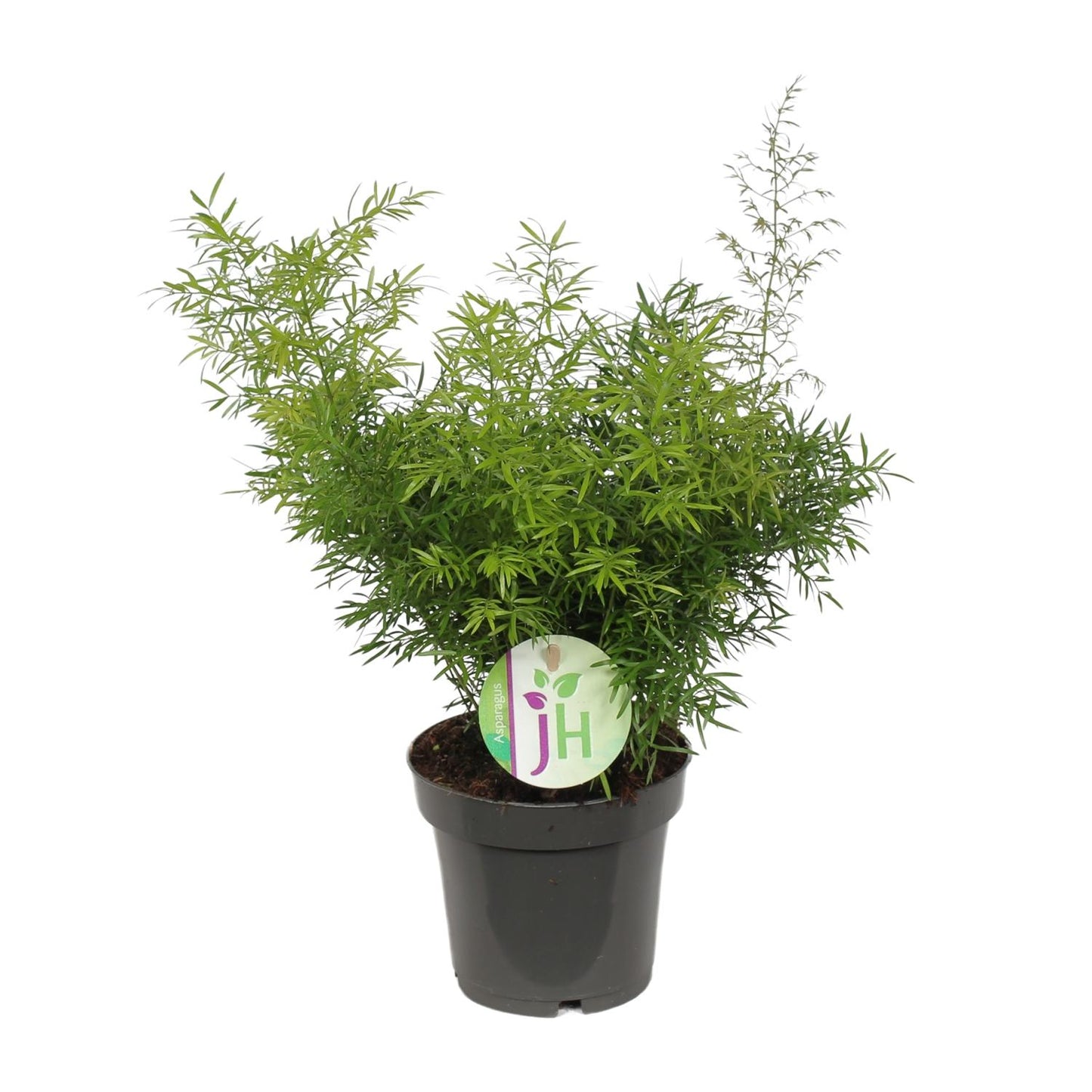 Asparagus Cwebe – Pflegeleichter Spargelfarn Ø12 cm