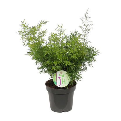 Asparagus Cwebe – Pflegeleichter Spargelfarn Ø12 cm